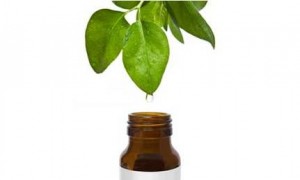 Is Tea Tree Oil Acne Treatment Effective tea tree leaf