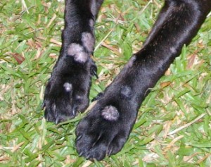 What Can You Do About Ringworm In Dogs RW on dog paws