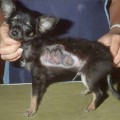 What Can You Do About Ringworm In Dogs small dog with RW