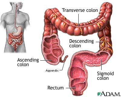 treatment for ibs diagram